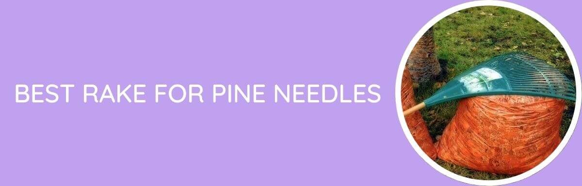 Best Rake for Pine Needles In [year]