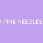 Best Rake for Pine Needles