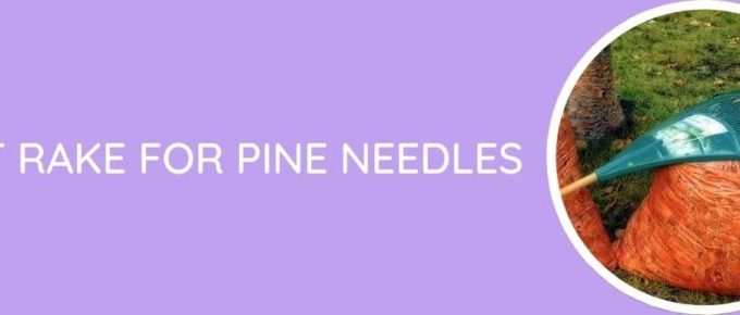 Best Rake for Pine Needles