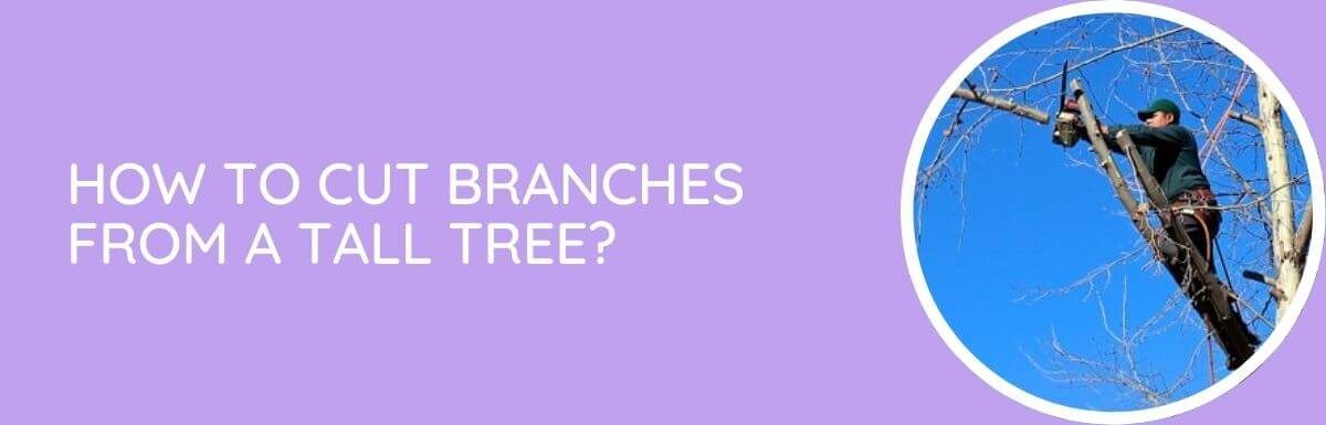 How To Cut Branches From A Tall Tree?