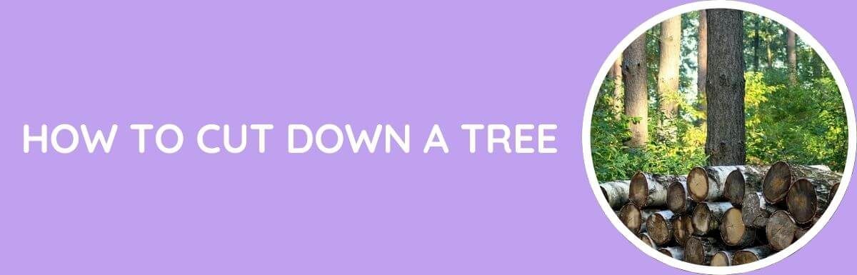 How To Cut Down A Tree?