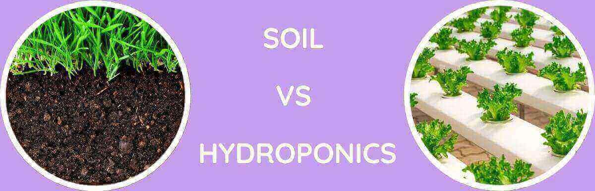 Soil Vs Hydroponics: Which Is Better?