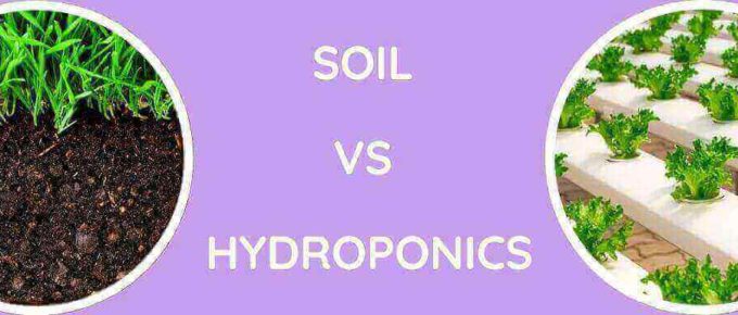 Soil Vs Hydroponics